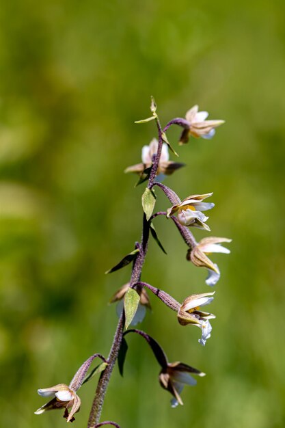 Photo flower in meadow