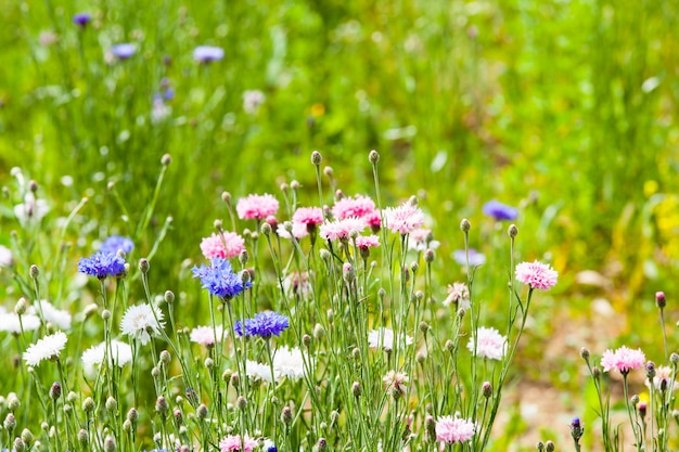 花の牧草地