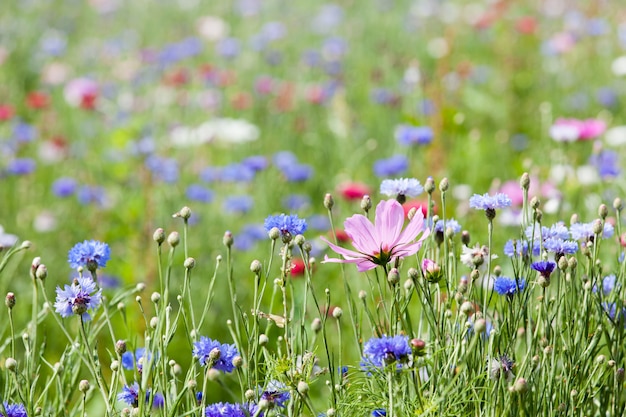 Photo flower meadow