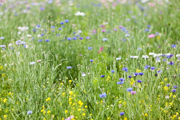 写真 花の牧草地