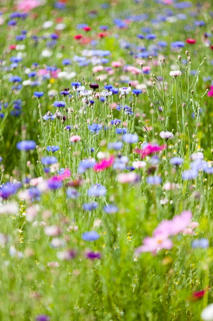 Flower meadow