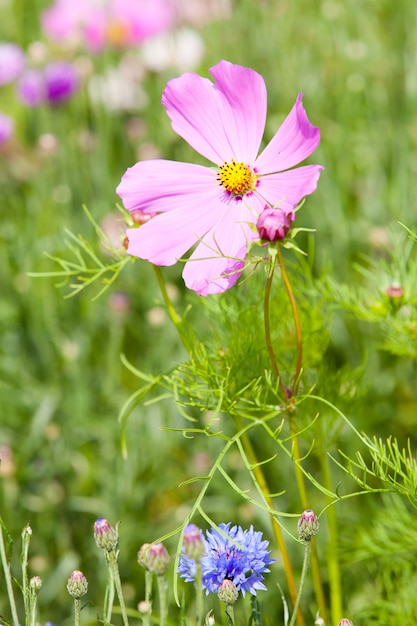 写真 花の牧草地