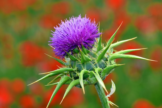 Flower of milk thistle Silybum marianum in a field of red poppies