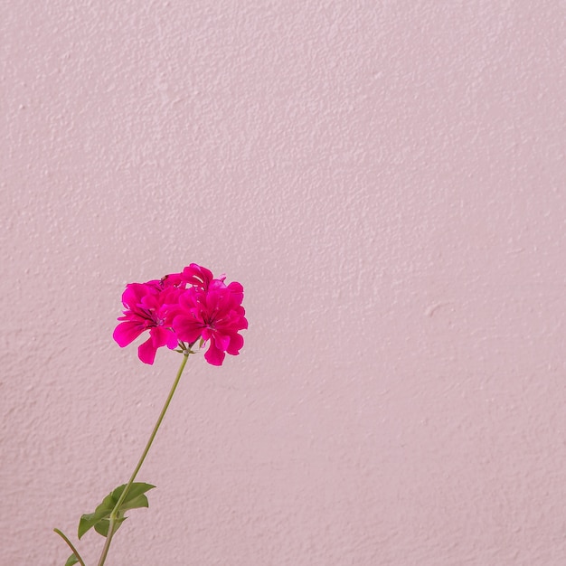 Flower. Minimal. Plant lover concept