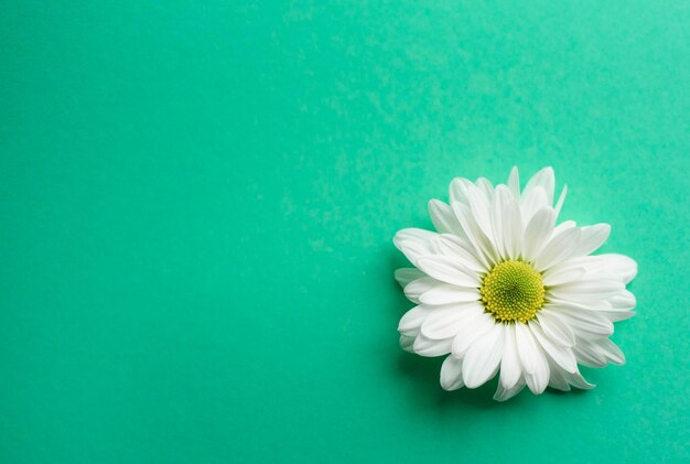 A flower on the mint background