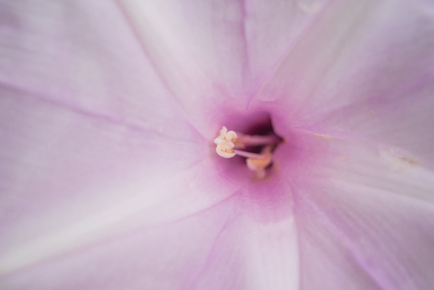 花（朝の栄光の木の花、Convolvulaceae）