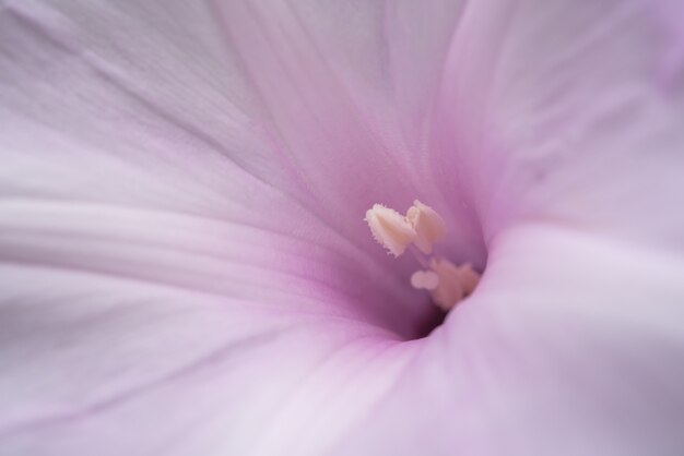 花（朝の栄光の木の花、Convolvulaceae）