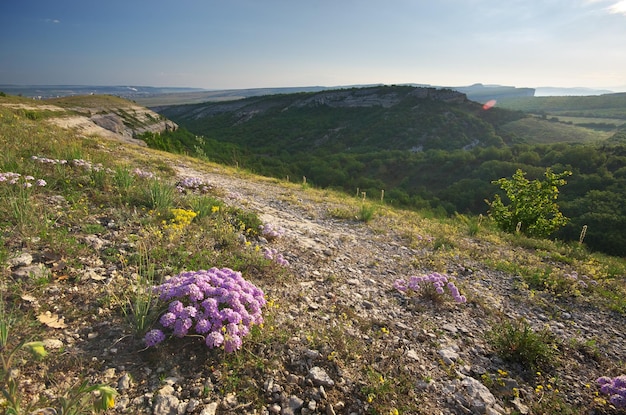 Flower in mountain