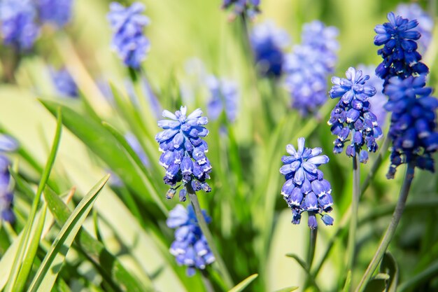 Flower mouse hyacinth in spring. Selective focus.