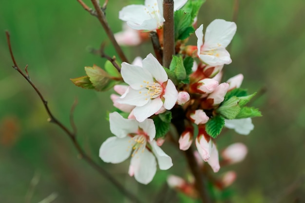 Fiore di ciliegio di nanchino fiori bianchi prunus tomentosa su un cespuglio ciliegio coreano