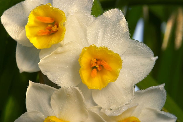 Flower of Narcissus