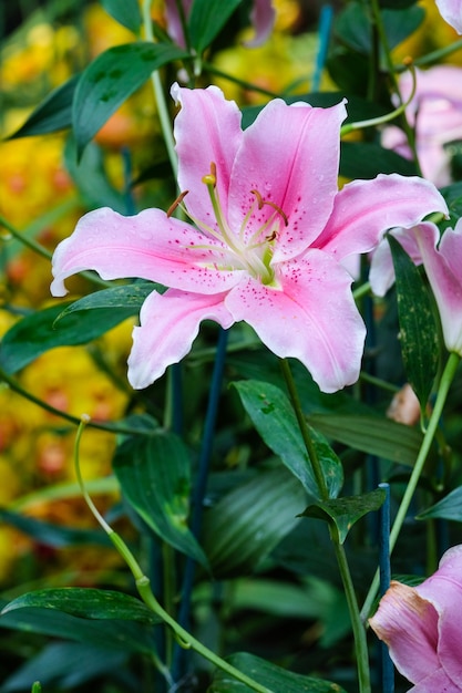 Flower nature background, Blossom pink lilly flower in spring season