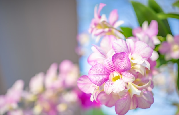 花自然背景、蘭の花のクローズアップ。