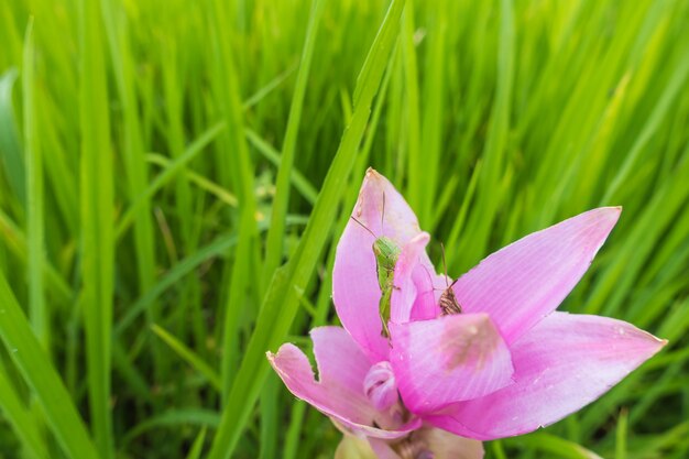 花と自然のコンセプト