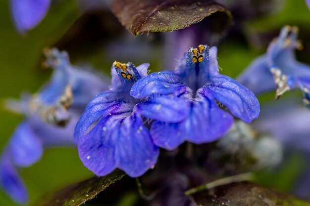 Photo flower in nature