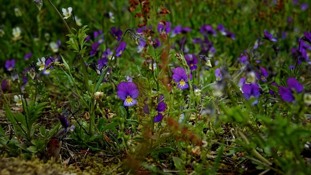 Flower nature