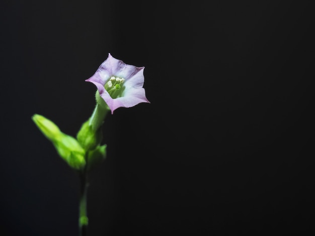 Flower of nicotine tobacco at night. Close up.