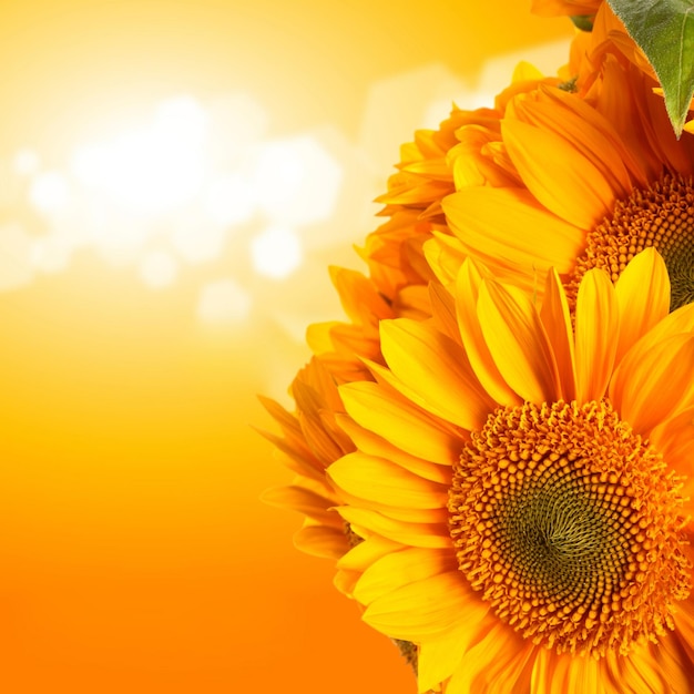 Flower no humans sunflower orange theme orange background yellow theme