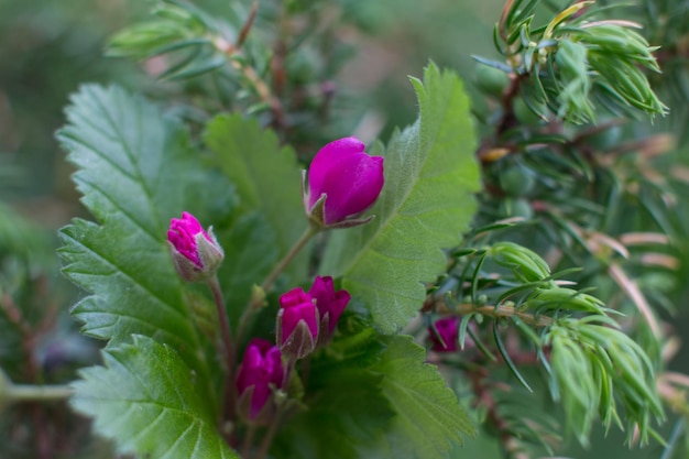 Photo the flower of the northern princess berry wild northern berry blossoms