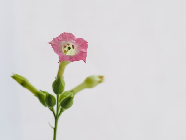 사진 밝은 배경에 니코틴 담배의 꽃. 확대