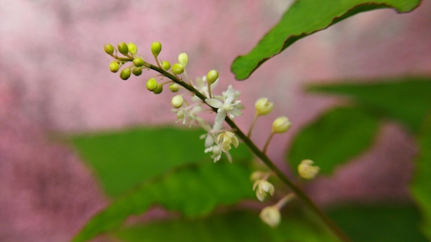 写真 子房と緑の葉を持つ野草の花