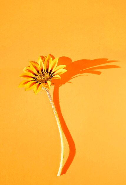 Flower on orange background