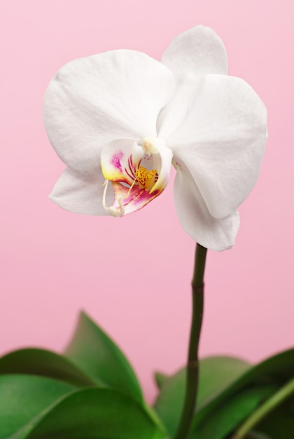 Flower orchid on pink background