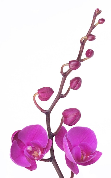 Photo flower orchid