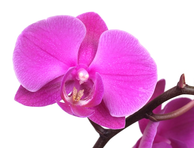 Flower orchid