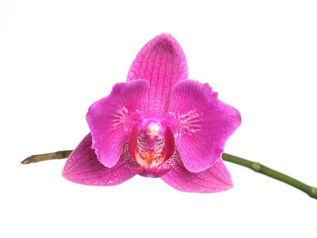 Photo flower orchid