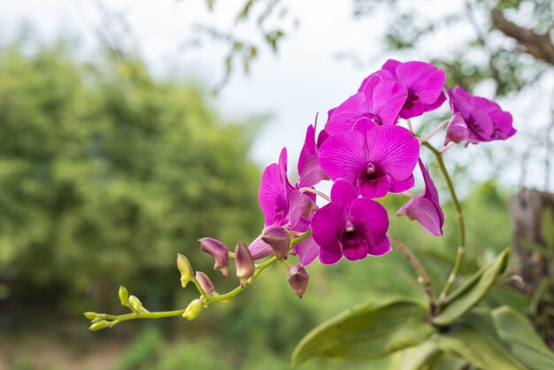 Flower (Orchidaceae, Orchid Flower) purple pink