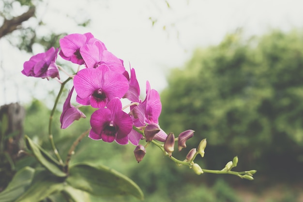 Flower (Orchidaceae, Orchid Flower) purple pink