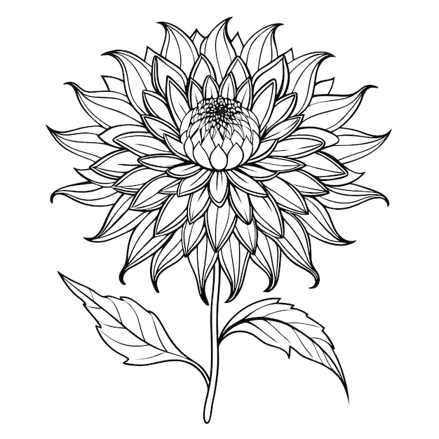 花の概要のカラーリングブック