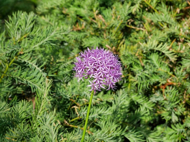 写真 ぼんやりした自然の背景の上に花