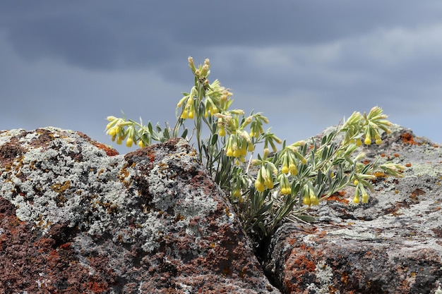 Flower overgrown among the rocks