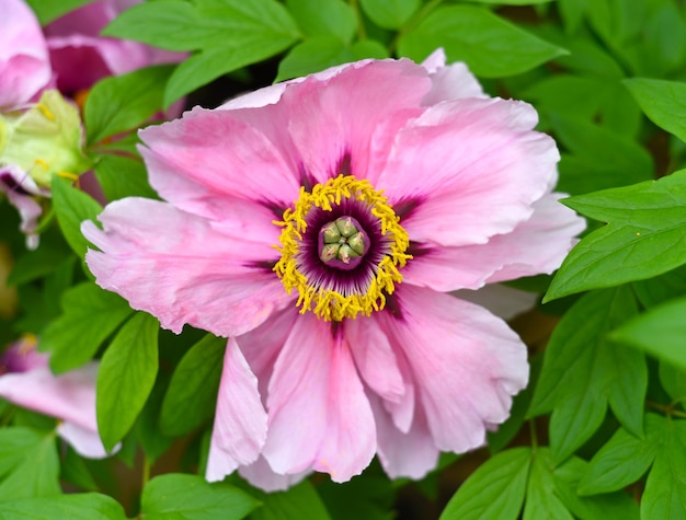 Цветок Paeonia suffruticosa Peony крупным планом