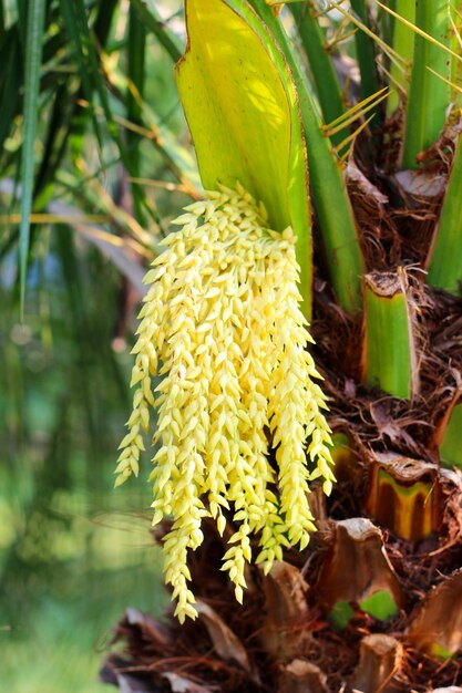 Photo flower of palm on the tree