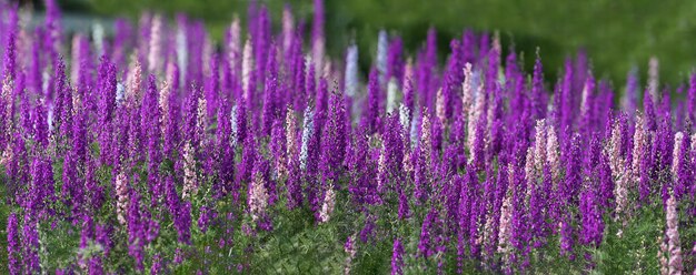 Foto panorama dei fiori