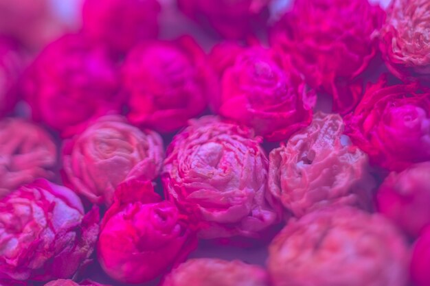 Flower pattern design Dark pink roses background Selective focus