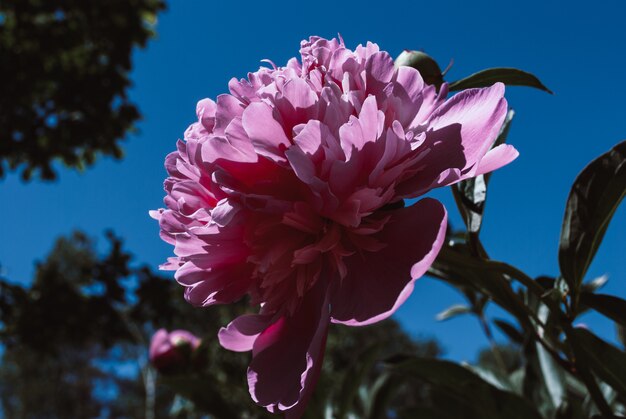 The flower of the peon growing in a summer garden.