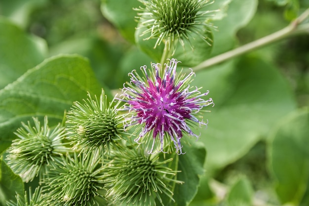 Flower of a perennial herbaceous plant burdock