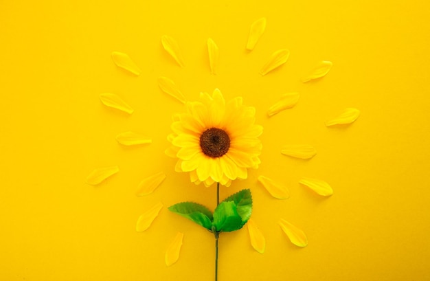 Flower Petal on Yellow Background