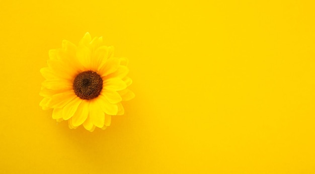 Flower petal on yellow background