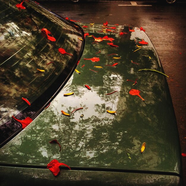 Flower petals on car