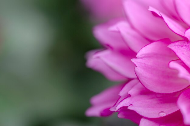 Flower petals, pattern background, blurred