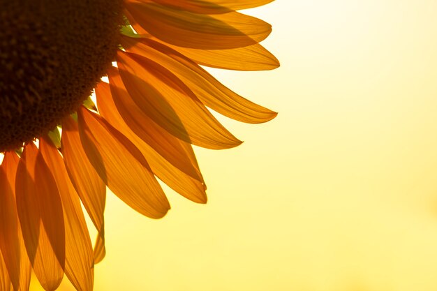 空を背景に太陽光線でひまわりの花びらをクローズアップ。農業と農業産業