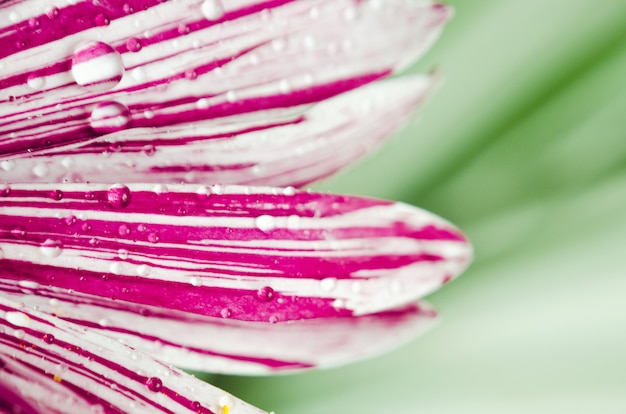 Photo flower petals with water droplets close-up macro, selective focus