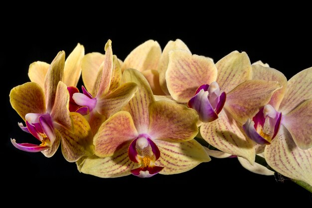 Цветок орхидеи фаленопсис крупным планом на черном фоне