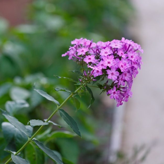 Flower Phlox paniculata in the summer garden.