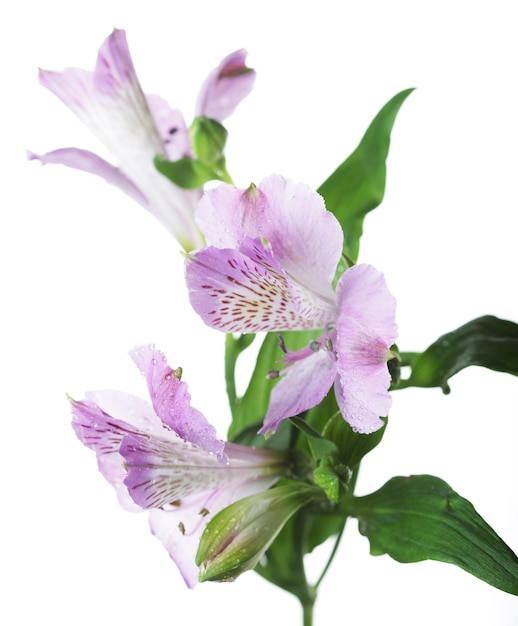 Flower pink Alstroemeria